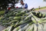 Petani memanen gambas sendiri tanpa mempekerjakan buruh petik untuk menghemat pengeluaran di area persawahan Desa Paron, Kediri, Jawa Timur, Senin (11/10/2021). Harga jual gambas tingkat petani di daerah tersebut dua pekan terakhir terus menurun dari sebelumnya Rp3.000 menjadi hanya Rp1.200 per kilogram sehingga petani merugi karena tidak sebanding dengan biaya perawatan. Antara Jatim/Prasetia Fauzani/zk.