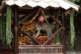 Seekor kera ekor panjang (Macaca fascicularis) mengambil buah-buahan dari gunungan yang dibuat oleh warga pada Festival Rewanda Bojana di Desa Ciakak, Wangon, Banyumas, Jateng, Rabu (13/10/2021). Festival Rewanda Bojana merupakan tradisi memberi makanan kepada kera liar oleh warga di sekitar desa Ciakak, Banyumas pada musim kemarau agar kera-kera tersebut tidak menjarah rumah warga akibat kekurangan makanan. ANTARA FOTO/Idhad Zakaria/nym.