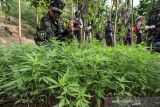 Penggerebekan Ladang Ganja BNN. Petugas Badan Narkotika Nasional RI dan petugas gabungan membakar batang pohon ganja siap panen saat penggerebekan ladang ganja di Dusun Cot Lawatu, Sawang, Kabupaten Aceh Utara, Aceh, Rabu (13/10/2021). Dalam penggerebekan yang dilakukan 103 personel BNN, TNI, Polisi itu ditemukan 5.000 lebih tanaman ganja atau setara 3 ton batang pohon ganja siap panen dan 20 ribu bibit siap tanam di tiga lokasi (3 hektare) yang kemudian dimusnahkan dengan cara dibakar di tempat. ANTARA FOTO/Rahmad