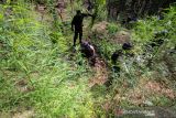 Penggerebekan Ladang Ganja BNN. Petugas Badan Narkotika Nasional RI dan petugas gabungan membakar batang pohon ganja siap panen saat penggerebekan ladang ganja di Dusun Cot Lawatu, Sawang, Kabupaten Aceh Utara, Aceh, Rabu (13/10/2021). Dalam penggerebekan yang dilakukan 103 personel BNN, TNI, Polisi itu ditemukan 5.000 lebih tanaman ganja atau setara 3 ton batang pohon ganja siap panen dan 20 ribu bibit siap tanam di tiga lokasi (3 hektare) yang kemudian dimusnahkan dengan cara dibakar di tempat. ANTARA FOTO/Rahmad