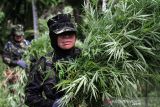 Penggerebekan Ladang Ganja BNN. Petugas Badan Narkotika Nasional RI dan petugas gabungan membakar batang pohon ganja siap panen saat penggerebekan ladang ganja di Dusun Cot Lawatu, Sawang, Kabupaten Aceh Utara, Aceh, Rabu (13/10/2021). Dalam penggerebekan yang dilakukan 103 personel BNN, TNI, Polisi itu ditemukan 5.000 lebih tanaman ganja atau setara 3 ton batang pohon ganja siap panen dan 20 ribu bibit siap tanam di tiga lokasi (3 hektare) yang kemudian dimusnahkan dengan cara dibakar di tempat. ANTARA FOTO/Rahmad