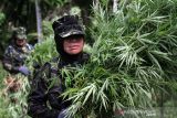 BNN memusnahkan empat hektare ladang ganja di Aceh Utara