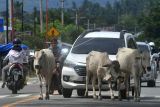 Ternak sapi berkeliaran di Jalur Trans Sulawesi, Palu, Sulawesi Tengah, Selasa (12/10/2021). Ternak yang berkeliaran pada jalur jalan nasional tersebut membahayakan pengendara yang melintas. ANTARA FOTO/Mohamad Hamzah/rwa.