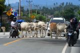 Ternak sapi berkeliaran di Jalur Trans Sulawesi, Palu, Sulawesi Tengah, Selasa (12/10/2021). Ternak yang berkeliaran pada jalur jalan nasional tersebut membahayakan pengendara yang melintas. ANTARA FOTO/Mohamad Hamzah/rwa.