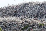 Kawanan burung kuntul putih (babulcus ibis) mencari makan di kawasan Tempat Pembuangan Akhir (TPA) Sampah Jabon, Sidoarjo, Jawa Timur, Kamis (14/10/2021). Kawanan burung kuntul yang biasa hidup di pesisir pantai dan hutan mangrove tersebut kini mencari makan dari tumpukan sampah di TPA. Antara Jatim/Umarul Faruq/zk.