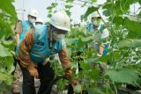 Program Electrifying Agriculture PLN bantu perkebunan melon di Blora
