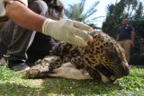 Petugas menunjukkan kulit Macan Tutul (Panthera Pardus Melas) saat ungkap kasus tindak pidana konservasi sumber daya alam hayati dan ekosistem di Polda Jawa Timur, Surabaya, Jawa Timur, Rabu (13/10/2021). Polda Jawa Timur menangkap dua tersangka atas kasus dugaan memperniagakan satwa-satwa dilindungi baik dalam keadaan hidup atau mati dan mengamankan sejumlah barang bukti satwa beberapa diantaranya kulit Macan Tutul (Panthera Pardus Melas), Lutung Jawa (Trachypithecus auratus) anakan, Binturong (Arctictis binturong) dan Landak Jawa (Hystrix javanica). Antara Jatim/Didik Suhartono/zk.