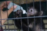 Petugas memberi minum Lutung Jawa (Trachypithecus auratus) anakan saat ungkap kasus tindak pidana konservasi sumber daya alam hayati dan ekosistem di Polda Jawa Timur, Surabaya, Jawa Timur, Rabu (13/10/2021). Polda Jawa Timur menangkap dua tersangka atas kasus dugaan memperniagakan satwa-satwa dilindungi baik dalam keadaan hidup atau mati dan mengamankan sejumlah barang bukti satwa beberapa diantaranya kulit Macan Tutul (Panthera Pardus Melas), Lutung Jawa (Trachypithecus auratus) anakan, Binturong (Arctictis binturong) dan Landak Jawa (Hystrix javanica). Antara Jatim/Didik Suhartono/zk.