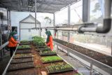 Warga merawat sayuran di perkebunan pekarangan perumahan yang sudah terintegrasi dengan panel surya di Perumahan De Marrakesh, Derwati, Bandung, Jawa Barat, Kamis (14/10/2021). Warga di perumahan tersebut berinisiatif untuk melakukan inovasi cara berkebun di pekarangan dengan menggunakan panel surya untuk sistem pengairan dan pencahayaan guna mewujudkan perkebunan ramah lingkungan. ANTARA FOTO/Raisan Al Farisi/agr
