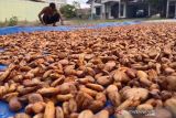 Petani menjemur biji kakao. Petani menjemur biji Kakao di Idi Rayeuk, Kabupaten Aceh Timur, Jumat (15/10/2021). Harga biji kakao di Aceh Timur kini mencapai Rp32 ribu per kilogram dari sebelumnya Rp23 ribu per kilogram. ANTARA/Hayaturrahmah