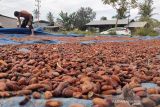 Petani menjemur biji kakao. Petani menjemur biji Kakao di Idi Rayeuk, Kabupaten Aceh Timur, Jumat (15/10/2021). Harga biji kakao di Aceh Timur kini mencapai Rp32 ribu per kilogram dari sebelumnya Rp23 ribu per kilogram. ANTARA/Hayaturrahmah