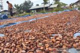 Petani menjemur biji kakao. Petani menjemur biji Kakao di Idi Rayeuk, Kabupaten Aceh Timur, Jumat (15/10/2021). Harga biji kakao di Aceh Timur kini mencapai Rp32 ribu per kilogram dari sebelumnya Rp23 ribu per kilogram. ANTARA/Hayaturrahmah