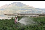 Petani menyiram tanaman cabai di Desa Trunyan, Kintamani, Bangli, Bali, Minggu (17/10/2021). Berdasarkan data Badan Pusat Statistik Provinsi Bali, pada bulan September 2021 indeks Nilai Tukar Petani (NTP) Bali yang merupakan salah satu indikator untuk melihat tingkat kemampuan/daya beli petani di pedesaan tercatat sebesar 93,00 atau naik 0,12 persen dibanding kondisi bulan sebelumnya. ANTARA FOTO/Fikri Yusuf/nym.