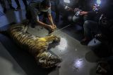 Petugas Balai Besar Konservasi Sumber Daya Alam (BBKSDA) Riau berusaha membuka sling jeretan dari kaki Harimau Sumatera (Panthera Tigris Sumatrae) yang mati terjerat saat akan dilakukan nekropsi di Kantor BBKSDA Riau di Pekanbaru, Riau, Minggu (17/10/2021). Harimau Sumatera berjenis kelamin betina ini ditemukan mati dengan kaki terjerat di Desa Tanjung Leban, Kabupaten Bengkalis. ANTARA FOTO/Rony Muharrman/aww.