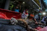 Plt Kepala Balai Besar Konservasi Sumber Daya Alam (BBKSDA) Riau Fifin Arfiana Jogasara (kanan) melihat kondisi Harimau Sumatera (Panthera Tigris Sumatrae) yang mati terjerat saat akan dilakukan nekropsi di Kantor BBKSDA Riau di Pekanbaru, Riau, Minggu (17/10/2021). Harimau Sumatera berjenis kelamin betina ini ditemukan mati dengan kaki terjerat di Desa Tanjung Leban, Kabupaten Bengkalis. ANTARA FOTO/Rony Muharrman/aww.
