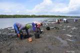  Sejumlah warga mencari kerang di sedimentasi Sungai Segara Anakan, Desa Sumberasri, Purwoharjo, Banyuwangi, Jawa Timur, Minggu (17/10/2021). Warga mencari kerang berbagai jenis seperti kerang simping, glatik, kemiren, juga petelot/pensil, untuk dikonsumsi sendiri maupun dijual dengan harga Rp20 ribu - Rp40 ribu per kilogram. Antara Jatim/Seno/zk