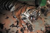 Seekor harimau Sumatera (Panthera tigris sumatrae) betina korban konflik berada di dalam kandang Tempat Penyelamatan Satwa (TPS) BKSDA Jambi, Jambi, Minggu (17/10/2021). Harimau Sumatera dewasa yang terlibat konflik dengan manusia di Kabupaten Merangin beberapa hari lalu dan dievakuasi dalam keadaan lemah dengan bobot tubuh di bawah normal tersebut direhabilitasi di Jambi guna perawatan lebih lanjut. ANTARA FOTO/Wahdi Septiawan/aww.