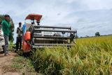 Pendapatan petani di food estate Kalteng meningkat