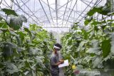 Petani Milenial Tasikmalaya (Pelita) Dadan Ridwan mencatat pertumbuhan melon organik di Taman Hati Farm, Tamansari, Kota Tasikmalaya, Jawa Barat, Selasa (19/10/2021). Pelita memanfaatkan teknologi modern dengan mengubah lahan tidak produktif menjadi kawasan budidaya melon golden alisha, kirani, dan dalmatian dengan sistem green house, serta menjual melon dengan sistem petik sendiri di lokasi. ANTARA FOTO/Adeng Bustomi/agr