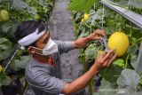 Petani Milenial Tasikmalaya (Pelita) Dadan Ridwan mengukur pertumbuhan melon organik di Taman Hati Farm, Tamansari, Kota Tasikmalaya, Jawa Barat, Selasa (19/10/2021). Pelita memanfaatkan teknologi modern dengan mengubah lahan tidak produktif menjadi kawasan budidaya melon golden alisha, kirani, dan dalmatian dengan sistem green house, serta menjual melon dengan sistem petik sendiri di lokasi. ANTARA FOTO/Adeng Bustomi/agr