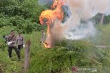 MUSNAHKAN TANAMAN GANJA DI GUNUNG SEULAWAH ACEH BESAR. Personil BNN provinsi Aceh bersama TNI dan Polri memusnahkan tanaman ganja siap panen dengan cara dibakar saat operasi perang melawan narkoba di kawasan Pegunungan Seulawah, Kecamatan Seulimum, Kabupaten Aceh Besar, Aceh, Selasa (19/10/2021). Dalam operasi melawan narkoba ditengah pandemi COVID-19 itu, aparat gabungan menemukan sekitar 3,5 hektare tanaman ganja siap panen berumur sekitar empat bulan dan kemudian dimusnahkan dengan cara dibakar. ANTARA FOTO/Ampelsa.