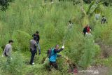 MUSNAHKAN TANAMAN GANJA DI GUNUNG SEULAWAH ACEH BESAR. Personil BNN provinsi Aceh bersama TNI dan Polri mencabut tanaman ganja siap panen sebelum dimusnahkan  dengan cara dibakar saat operasi perang melawan narkoba di kawasan Pegunungan Seulawah, Kecamatan Seulimum, Kabupaten Aceh Besar, Aceh, Selasa (19/10/2021). Dalam operasi melawan narkoba ditengah pandemi COVID-19 itu, aparat gabungan menemukan sekitar 3,5 hektare tanaman ganja siap panen berumur sekitar empat bulan dan kemudian dimusnahkan dengan cara dibakar. ANTARA FOTO/Ampelsa.