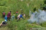 MUSNAHKAN TANAMAN GANJA DI GUNUNG SEULAWAH ACEH BESAR. Personil BNN provinsi Aceh bersama TNI dan Polri mencabut tanaman ganja siap panen sebelum dimusnahkan  dengan cara dibakar saat operasi perang melawan narkoba di kawasan Pegunungan Seulawah, Kecamatan Seulimum, Kabupaten Aceh Besar, Aceh, Selasa (19/10/2021). Dalam operasi melawan narkoba ditengah pandemi COVID-19 itu, aparat gabungan menemukan sekitar 3,5 hektare tanaman ganja siap panen berumur sekitar empat bulan dan kemudian dimusnahkan dengan cara dibakar. ANTARA FOTO/Ampelsa.