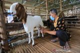 Peternak memerah susu kambing etawa di kandang milik koperasi Pondok Pesantren Al Urwatul Wutsqo, Sindang, Indramayu, Jawa Barat, Rabu (20/10/2021). Permintaan susu kambing etawa mengalami peningkatan hingga 50 persen di masa pandemi COVID-19 dengan pesanan ke sejumlah daerah di Jawa Barat. ANTARA FOTO/Dedhez Anggara/agr
