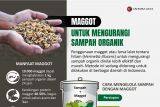 Maggot untuk mengurangi sampah organik