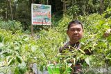 Lahan demplot di Kampung Salili, kebun percontohan bagi masyarakat