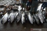 TINGKATKAN KONSUMSI IKAN CEGAH STUNTING. Buruh menata kan tuna dan jenis ikan lainnya saat berlangsung proses lelang di Pelabuhan Perikanan Samudera, Lampulo, Banda Aceh, Kamis (21/10/2021). Kementerian Kelautan dan Perikanan (KKP) bersama-sama lembaga Food Bank of Indonesia (FoI) membuat kampanye bertajuk 
