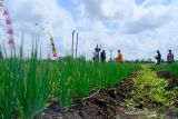 Melestarikan lahan gambut sebagai  lahan produktif