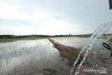 PLN: Program Electrifying Agriculture makin diminati petani di Sulawesi Selatan