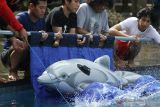 Peserta melepaskan boneka satwa lumba-lumba ke dalam kolam air saat mengikuti pelatihan teknik penanganan mamalia laut terdampar di Surabaya, Jawa Timur, Jumat (22/10/2021). Kegiatan yang diselenggarakan oleh Fakultas Kedokteran Hewan Universitas Airlangga bekerja sama dengan Yayasan WWF Indonesia tersebut bertujuan untuk meningkatkan kapasitas kemampuan peserta sebagai penolong yang pertama tiba dalam menangani dan memberikan pertolongan pertama pada kejadian mamalia laut terdampar. Antara Jatim/Moch Asim/zk