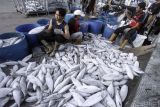 Rumpun perikanan Merauke besinergi lakukan pengawasan komoditas ikan