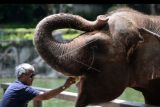 Wisatawan domestik memberi makan gajah saat mengunjungi Bali Zoo, Gianyar, Bali, Minggu (24/10/2021). Kunjungan wisatawan ke kebun binatang tersebut terus meningkat dengan rata-rata kunjungan sekitar 1.000 orang wisatawan per hari saat libur akhir pekan, setelah sebelumnya sempat ditutup pada bulan Juli 2021 hingga pertengahan bulan September lalu sebagai upaya menekan penyebaran COVID-19. ANTARA FOTO/Fikri Yusuf/nym.