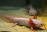 Mahasiswa Fakultas Perikanan dan Ilmu Kelautan Universitas Brawijaya menangkap indukan hewan amfibi salamander air (Ambystoma mexicanum) atau biasa disebut Axolotl untuk dikembangbiakkan di kolam budidaya tim Aquaxo di Malang, Jawa Timur, Senin (25/10/2021). Salamander air yang menurut organisasi konservasi dunia atau International Union for Conservation of Nature (IUCN) berstatus terancam punah tersebut dibudidayakan dengan menggunakan sistem pengolahan air berpendingin tertutup sehingga bisa bertelur dan menetas. Antara Jatim/Ari Bowo Sucipto/zk
