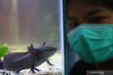 Mahasiswa Fakultas Perikanan dan Ilmu Kelautan Universitas Brawijaya menangkap indukan hewan amfibi salamander air (Ambystoma mexicanum) atau biasa disebut Axolotl untuk dikembangbiakkan di kolam budidaya tim Aquaxo di Malang, Jawa Timur, Senin (25/10/2021). Salamander air yang menurut organisasi konservasi dunia atau International Union for Conservation of Nature (IUCN) berstatus terancam punah tersebut dibudidayakan dengan menggunakan sistem pengolahan air berpendingin tertutup sehingga bisa bertelur dan menetas. Antara Jatim/Ari Bowo Sucipto/zk