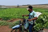 Petani memanen sayur daun ubi jalar di area Waduk Dawuhan, Kabupaten Madiun, Jawa Timur, Senin (25/10/2021). Sejumlah petani di wilayah tersebut memanfaatkan areal waduk yang mengering saat musim kemarau untuk menanam sayur-sayuran seperti ubi jalar dan hasilnya dijual kepada tengkulak dengan harga Rp250 per ikat. Antara Jatim/Siswowidodo/zk