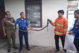King cobra dua meter masuk rumah di Asrama Polisi, petugas Damkar Pasaman selamatkannya