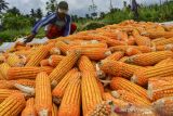 Petani menjemur jagung untuk bahan baku pakan ternak di Dusun Sukamanah, Kabupaten Ciamis, Jawa Barat, Selasa (26/10/2021). Kementerian Pertanian menyiapkan langkah strategis dalam memenuhi kebutuhan jagung untuk pakan ternak dengan meningkatkan produktivitas, pengelolaan pascapanen dan membuka akses pasar baik lokal maupun nasional. ANTARA FOTO/Adeng Bustomi/agr