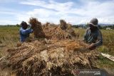 Harga gabah tinggi di Aceh. Petani memanen menata padi dan menjemur gabah di Aceh Besar, Aceh, Selasa (26/10/2021). Persatuan Pengusaha Penggilingan Padi (Perpadi) Aceh menyebutkan harga gabah di tingkat petani pada musim panen Oktober 2021 untuk gabah kering panen (GKP) Rp4.700 hingga Rp5.000 per kilogram, lebih tinggi dari harga pembelian pemerintah yang hanya Rp4.200 per kilogram. ANTARA/Irwansyah Putra