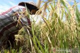 Harga gabah tinggi di Aceh. Petani memanen menata padi dan menjemur gabah di Aceh Besar, Aceh, Selasa (26/10/2021). Persatuan Pengusaha Penggilingan Padi (Perpadi) Aceh menyebutkan harga gabah di tingkat petani pada musim panen Oktober 2021 untuk gabah kering panen (GKP) Rp4.700 hingga Rp5.000 per kilogram, lebih tinggi dari harga pembelian pemerintah yang hanya Rp4.200 per kilogram. ANTARA/Irwansyah Putra