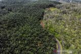 Foto udara perkebunan sawit milik PTPN VIII di Cikidang, Kabupaten Sukabumi, Jawa Barat, Rabu (27/10/2021). Dewan Minyak Sawit Indonesia mengatakan, produksi minyak sawit mentah diproyeksikan meningkat 3,07 persen atau mencapai 54,7 juta ton pada 2022 dibandingkan tahun ini sebesar 53,07 ton. ANTARA FOTO/Raisan Al Farisi/agr