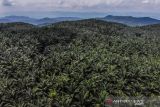 Foto udara perkebunan sawit milik PTPN VIII di Cikidang, Kabupaten Sukabumi, Jawa Barat, Rabu (27/10/2021). Dewan Minyak Sawit Indonesia mengatakan, produksi minyak sawit mentah diproyeksikan meningkat 3,07 persen atau mencapai 54,7 juta ton pada 2022 dibandingkan tahun ini sebesar 53,07 ton. ANTARA FOTO/Raisan Al Farisi/agr