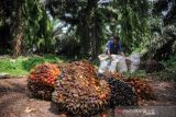 Seorang buruh tani memanen sawit di perkebunan sawit milik PTPN VIII di Cikidang, Kabupaten Sukabumi, Jawa Barat, Rabu (27/10/2021). Dewan Minyak Sawit Indonesia mengatakan, produksi minyak sawit mentah diproyeksikan meningkat 3,07 persen atau mencapai 54,7 juta ton pada 2022 dibandingkan tahun ini sebesar 53,07 ton. ANTARA FOTO/Raisan Al Farisi/agr