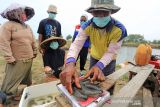 Petambak menimbang teripang laut (Holothuria scabra) hasil budi daya di desa Balongan, Indramayu, Jawa Barat, Kamis (28/10/2021). Petambak di daerah tersebut berusaha membudidayakan teripang pasir yang terancam punah dan dijual seharga Rp500 ribu per kilogram untuk teripang basah. ANTARA FOTO/Dedhez Anggara/agr