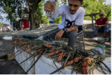 Pedagang membasahi lobster yang dijualnya di salah satu ruas jalan di Palu, Sulawesi Tengah, Kamis (28/10/2021). Pemerintah melalui Kementerian Kelautan dan Perikanan (KKP) menerbitkan Peraturan Menteri (Permen) Nomor 17 Tahun 2021 tentang Pengelolaan Lobster, Kepiting, dan Rajungan di Wilayah NKRI yang melarang ekspor benih lobster untuk menjamin ketersediaannya dalam budidaya di tanah air. ANTARA FOTO/Basri Marzuki/hp. 