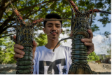 Pedagang menunjukkan lobster yang dijualnya di salah satu ruas jalan di Palu, Sulawesi Tengah, Kamis (28/10/2021). Pemerintah melalui Kementerian Kelautan dan Perikanan (KKP) menerbitkan Peraturan Menteri (Permen) Nomor 17 Tahun 2021 tentang Pengelolaan Lobster, Kepiting, dan Rajungan di Wilayah NKRI yang melarang ekspor benih lobster untuk menjamin ketersediaannya dalam budidaya di tanah air. ANTARA FOTO/Basri Marzuki/hp.
