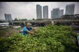 Polbangtan Medan mengajak masyarakat kembangkan berkebun di halaman rumah